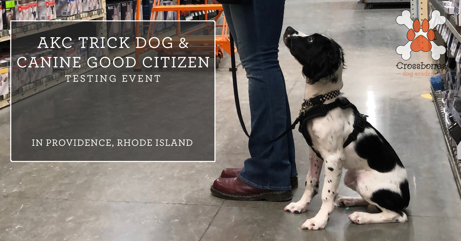 Akc leash online