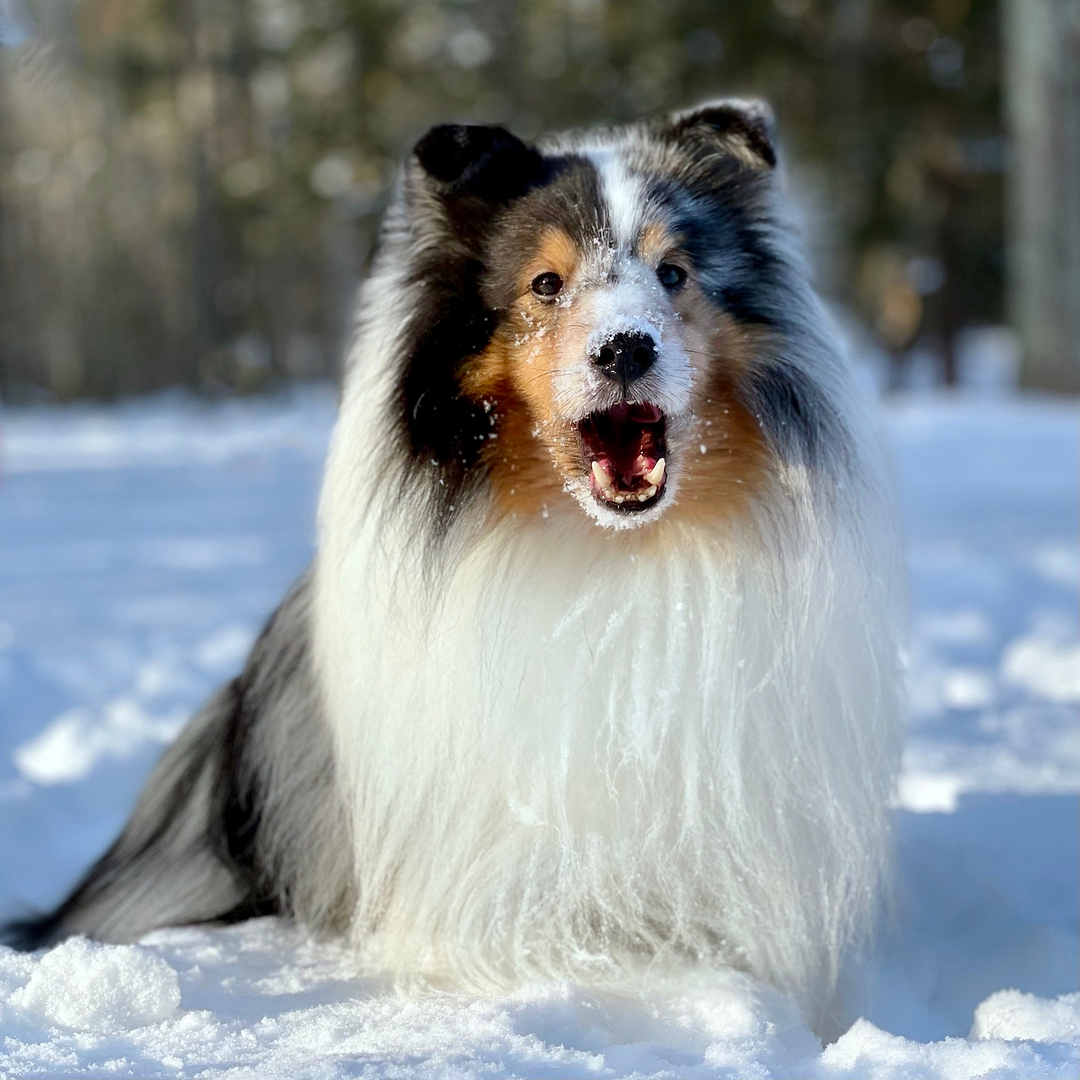 Reactive Dog Training Classes in Providence, RI - Reactive Recovery