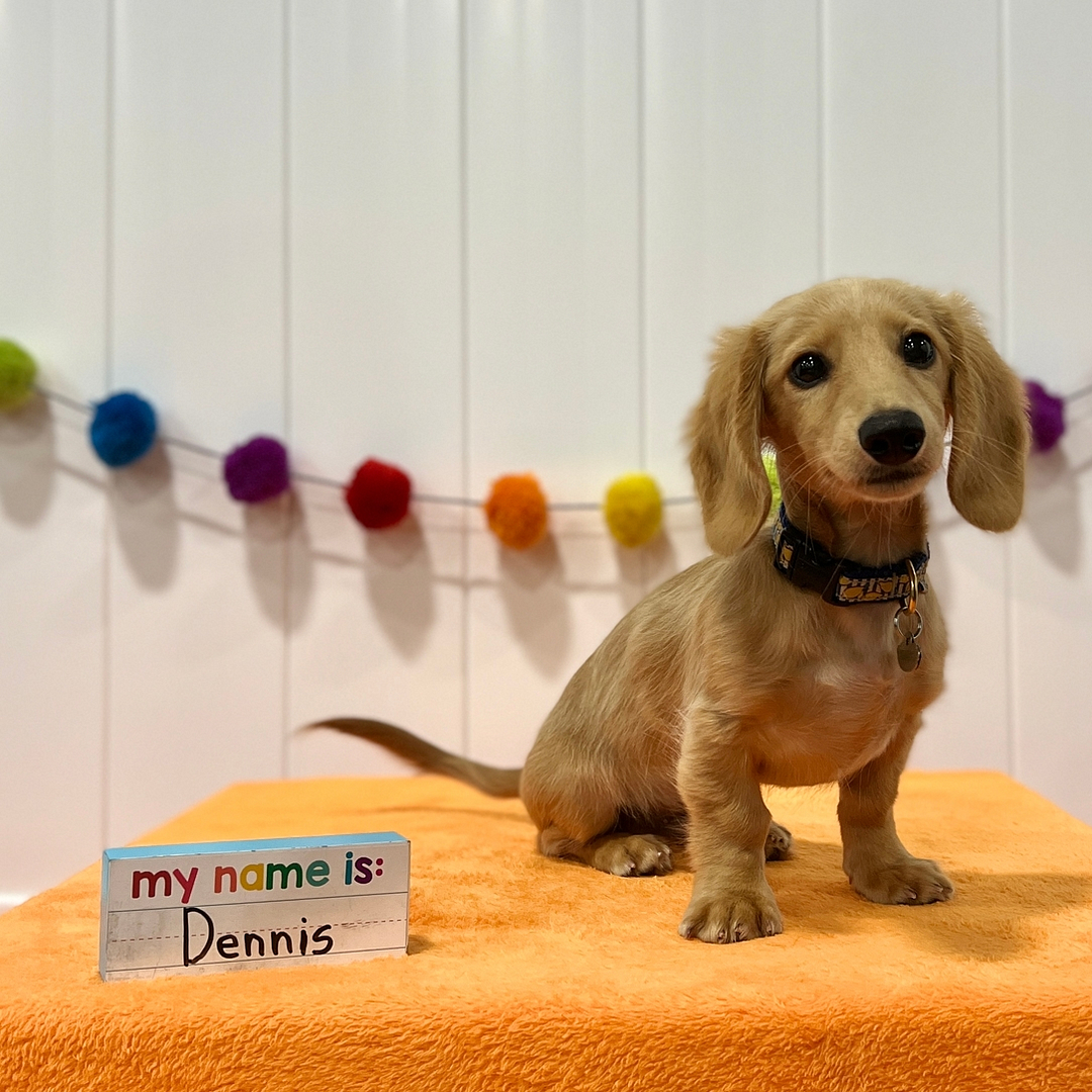 Puppy Day School - Puppy Socialization & Training in Providence, RI