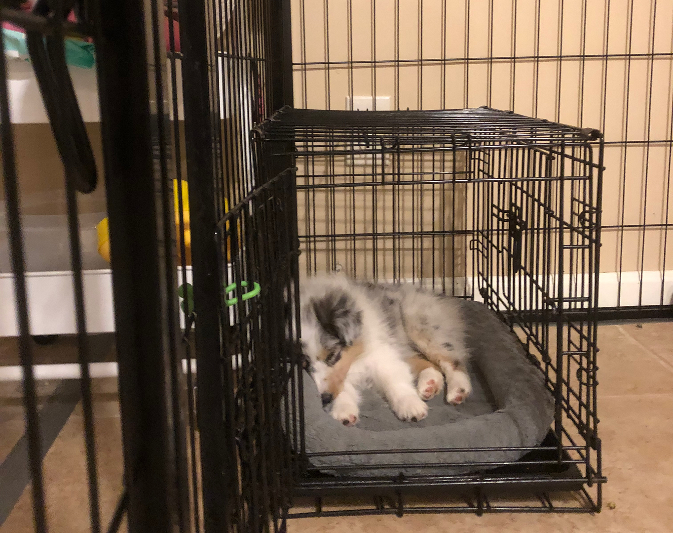 Introduce your puppy to alone time with a plan to set them up for success. Here, a Shetland Sheepdog puppy snoozes on a dog bed in an open crate, which is set up inside of a pen. | Leave Your Puppy Alone