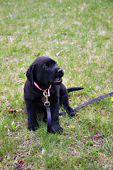 Housebreaking Your Puppy