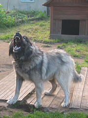 Reactive Dog Behavior