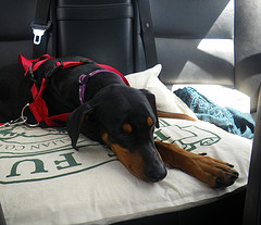 Dog in Car