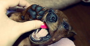 Puppy Nipping - Dachshund