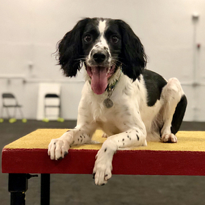 The table is also part of the agility behavior chain.