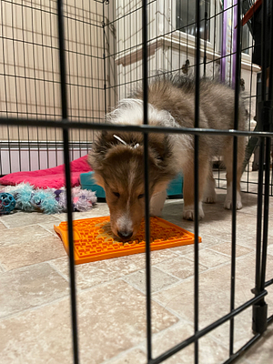 Provide an enrichment item every time you leave your puppy alone. Here, a Shetland Sheepdog enjoys a lick mat smeared with wet dog food while confined in a pen. | Leave Your Puppy Alone