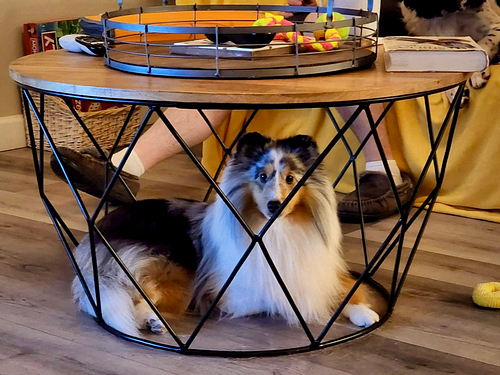 A Shetland Sheepdog lies under a geometric coffee table. | Leave Your Puppy Alone