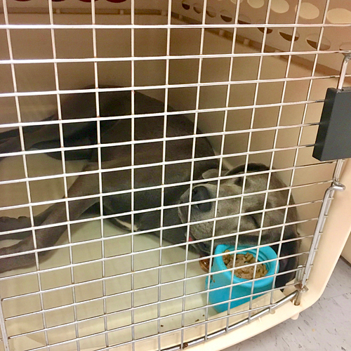 A gray puppy uses her Toppl enrichment toy as a pillow. She is asleep in a tan plastic crate. | Leave Your Puppy Alone!