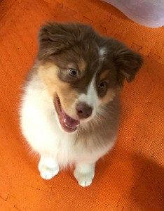 Star puppy test clearance