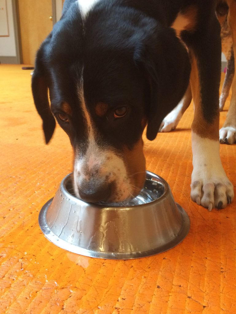 When to give puppies water store