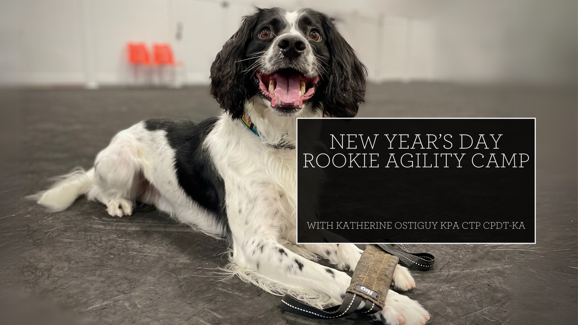 Springer Spaniel Dog Walking Reddit Best Dog Walking Reddit