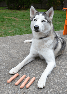 Siberian Husky Self-Control Around Food