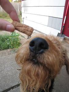 dogtreat Luring a Dog with Treats