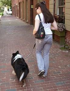 walking Preparing for the Canine Good Citizen (CGC) Test | Spring Forth Dog Blog