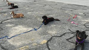 Preparing for the Canine Good Citizen (CGC) Test | Spring Forth Dog Academy