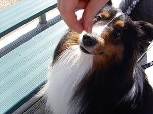 Strata Treat Strata Gets a Treat