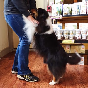 The "Don't Do It" Dog Training List | Spring Forth Dog Academy, Providence RI