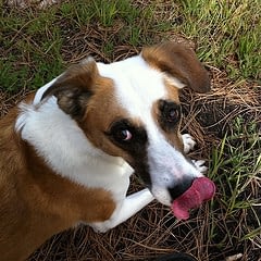 "Leave it!" Do you need to teach this to your dog?