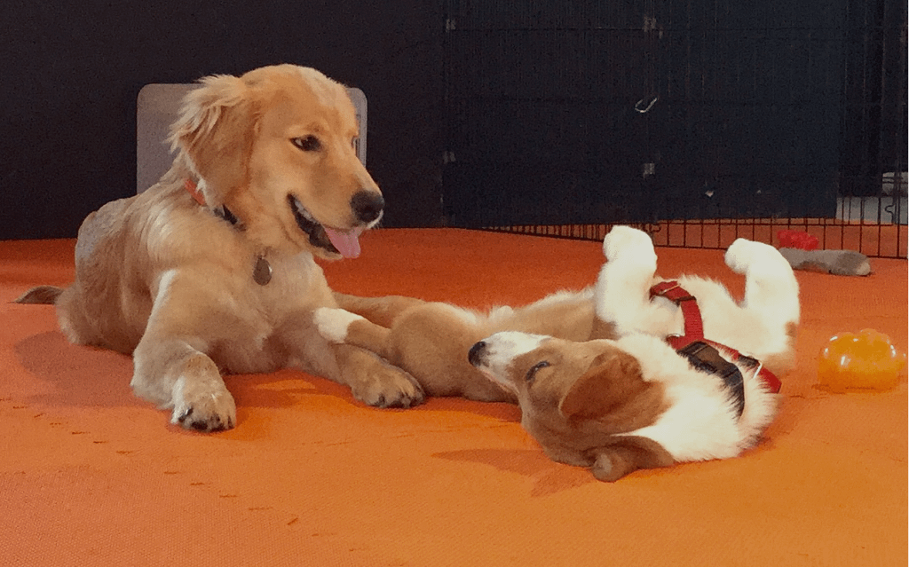 Puppy Socialization in Providence, RI