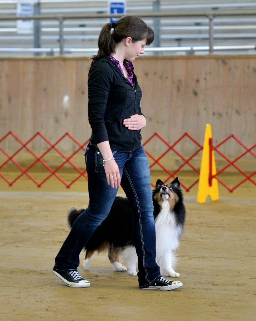 Dog Obedience Training in Providence, RI | Spring Forth Dog Academy