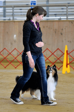 Off-Leash Heeling