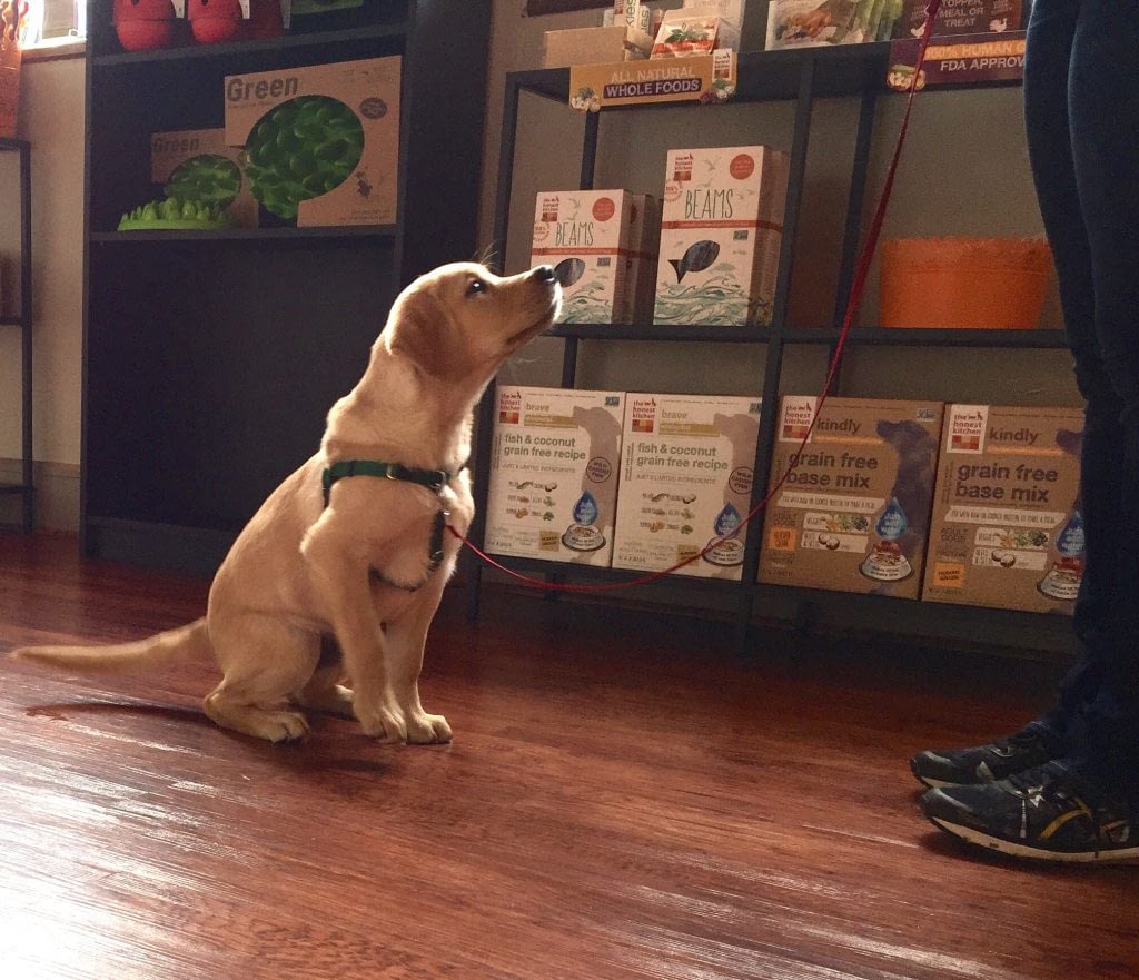 Puppy Day School | Puppy Training in Providence, RI | Spring Forth Dog Academy