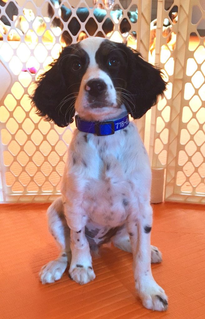 Puppy Day School | Puppy Training in Providence, RI | Spring Forth Dog Academy