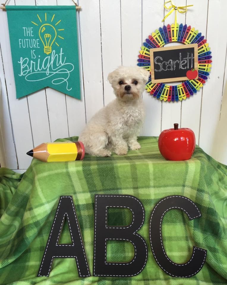Puppy Day School | Puppy Training in Providence, RI | Spring Forth Dog Academy