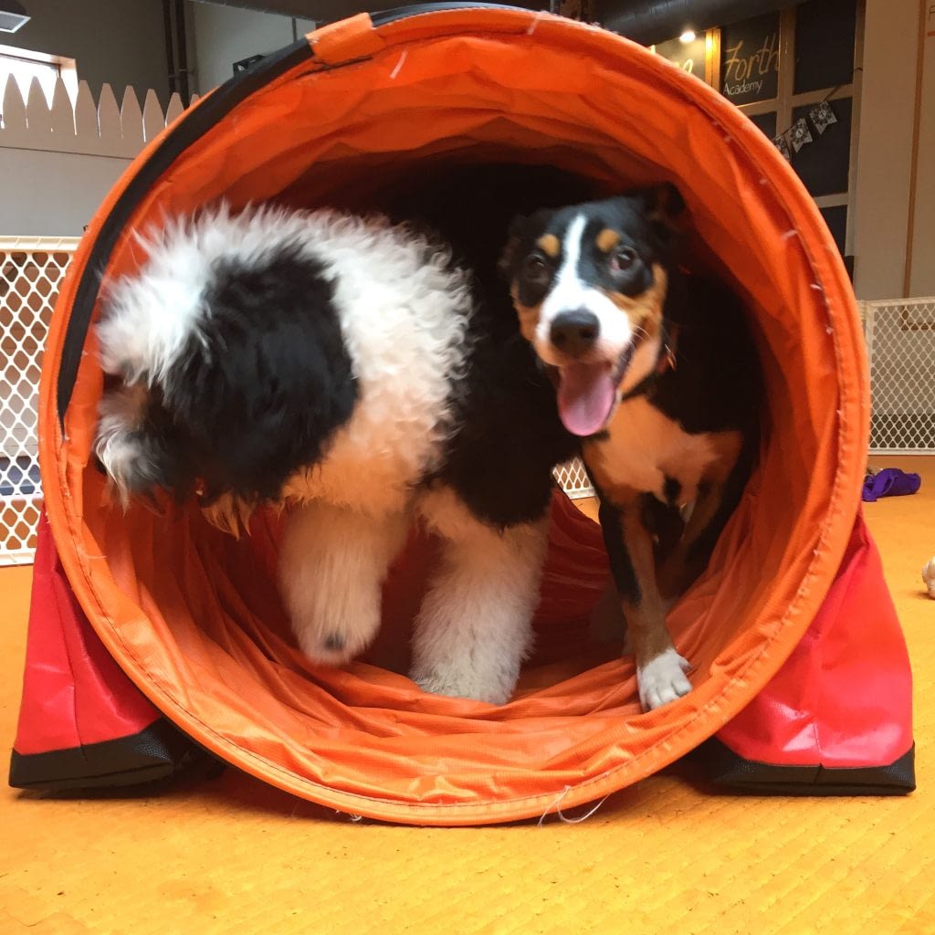 Puppy Day School | Puppy Training in Providence, RI | Spring Forth Dog Academy