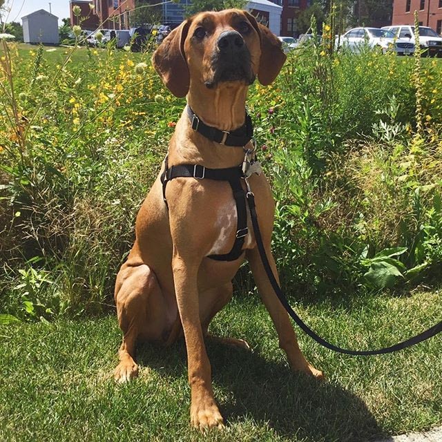 Dog Training in Providence, RI | Spring Forth Dog Academy