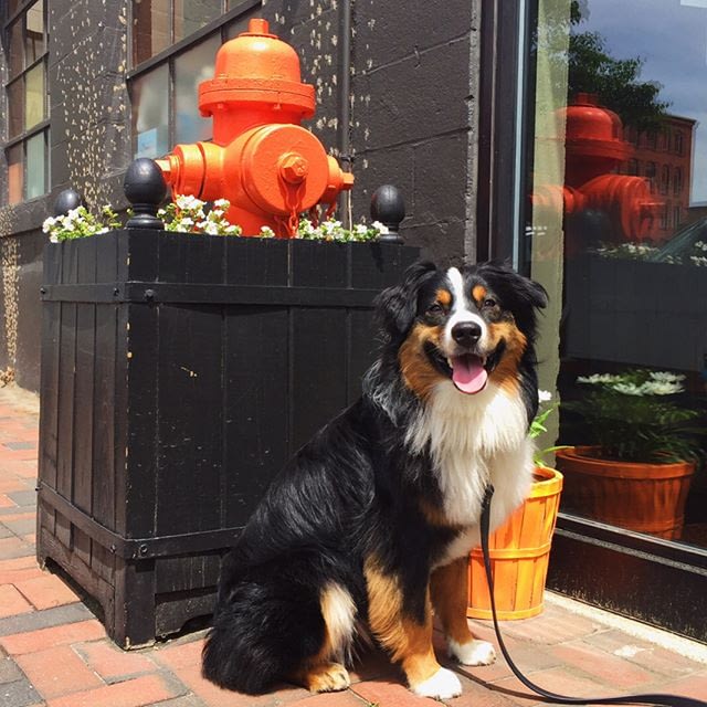 Dog Training in Providence, RI | Spring Forth Dog Academy